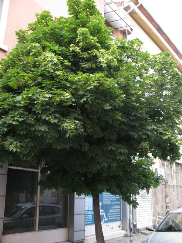 Снимка: Dnes.bg