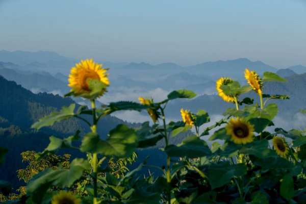 Слънчогледи красят планинска нива в китайската провинция Анхуей. Снимка: БТА