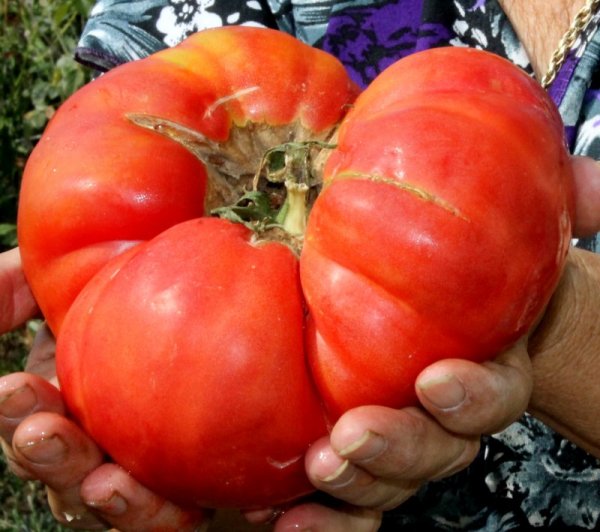 Благодарение на слънчевото лято и редовното напояване, 79-годишната пенсионерка Славка Тодева е отгледала в хасковската село Воден, община Димитровград реколта от рекордни по размер - от килограм до килограм и половина, домати и то с отличен вкус. Зеленчуците в двора на Славка са от собствено семе е се наторяват само с естествена оборска тор. Снимка: БТА