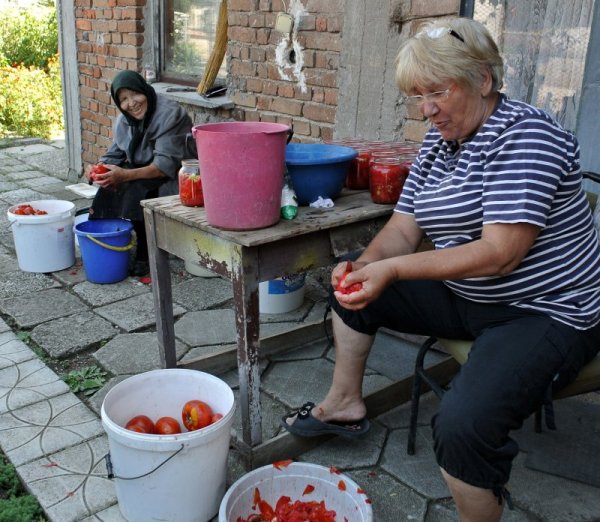 Баба Ивана Герджикова, на 83 години, от хасковското село Въгларово активно се включва в направата на домашни консерви от домати. Тази година в двора и благодарение на силното слънце и обилно напояване са се родили огромни по размер и отлични по вкус домати. Снимка: БТА
