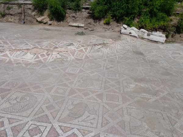 Птиците от горния пласт мозайка са над 70. Снимка: Dnes.bg