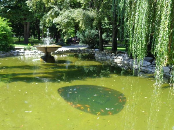 Японски шарани в Цар-Симеоновата градина. Снимка: Dnes.bg