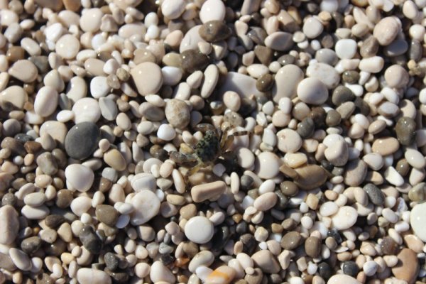 На плажа освен туристи, има и други обитатели. Снимка: Dnes.bg