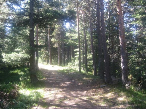 Гората със слънчевите зайчета. Снимка Dnes.bg