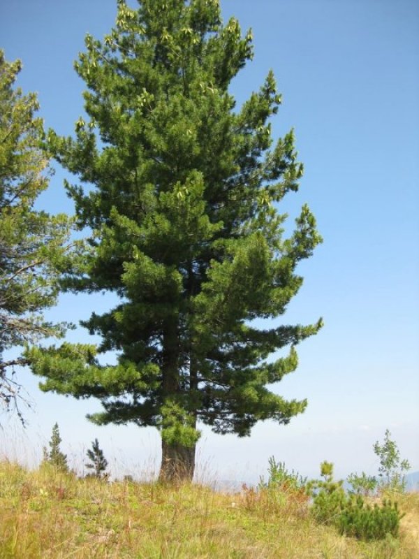 Самотният бор, който се превърна в последна спирка. Снимка Dnes.bg