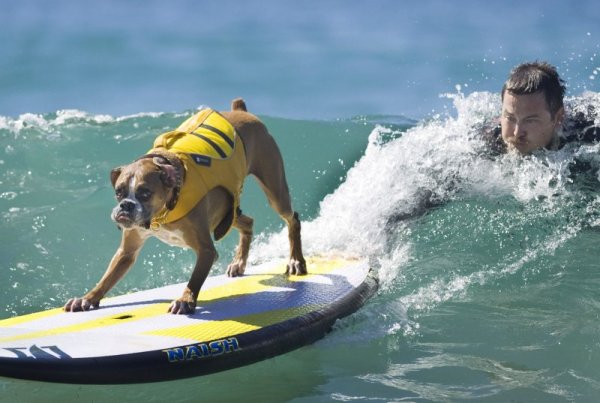 Боксерът Ханзо кара сърф край Хънтингтън Бийч, Калифорния. Снимка: БТА