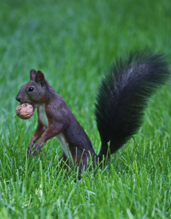 Катерица си е намерила орех за закуска в парк в китайската столица Пекин. Снимка: БТА