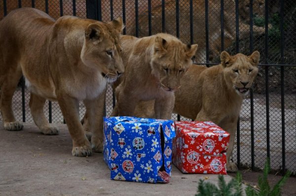 Снимка: Булфото