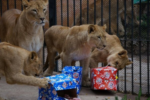 Снимка: Булфото