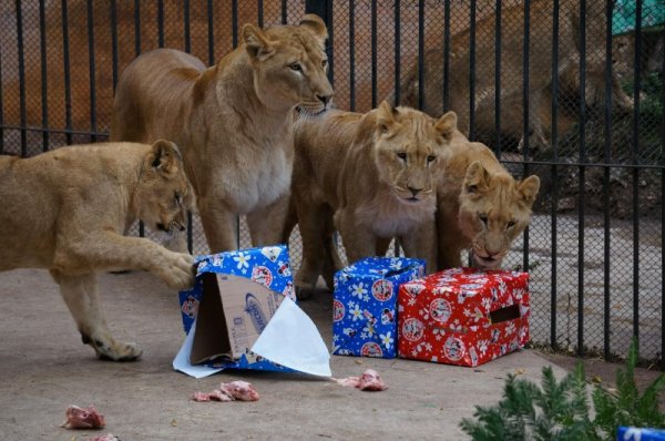 Снимка: Булфото