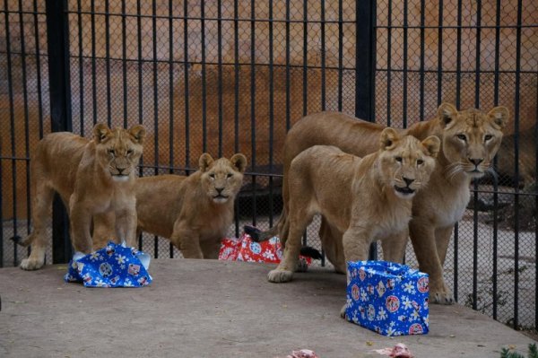 Снимка: Булфото