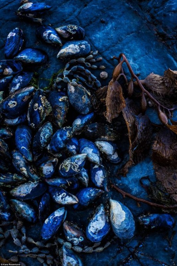 Снимка: Kara Rosenlund