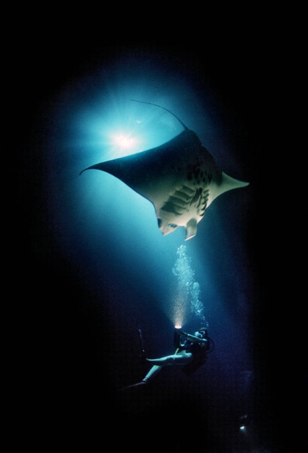Снимка: Discovery Channel