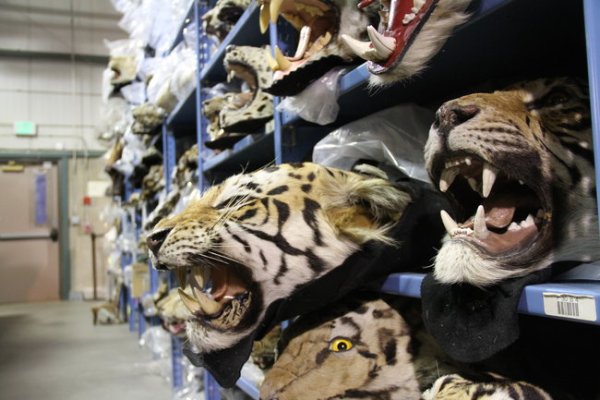 Снимка: Discovery Channel