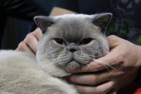Макс (Британска късокосместа котка). Снимка: Dnes.bg