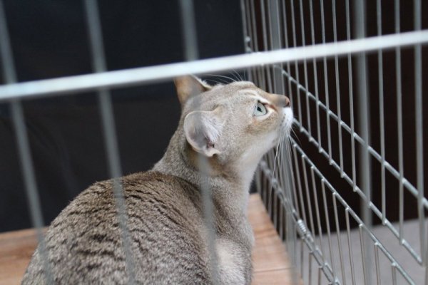 Сингапурска котка. Снимка: Dnes.bg