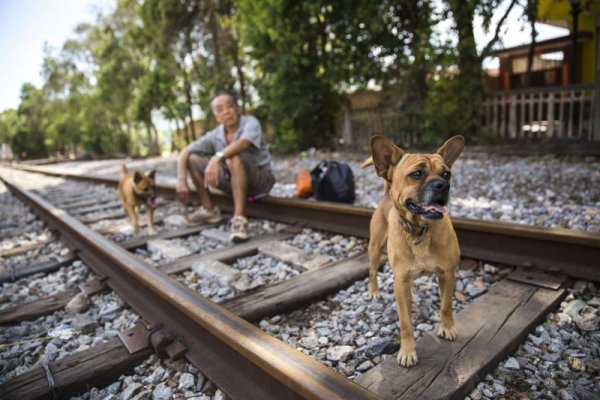 Мъж си почива от жегата, заедно със своите кучета, на жп линия в град в китайската провинция Юнан. Снимка: БТА