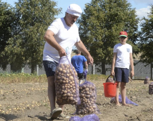 Президентът на Беларус Александър Лукашенко вади картофи с малкия си син Николай в своята резиденция. Снимка: БТА