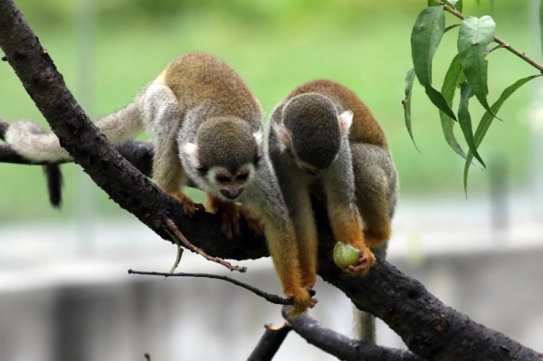 Маймунки си играят на дърво в зоологическа градина в китайската провинция Джянсу. Снимка: БТА
&nbsp;