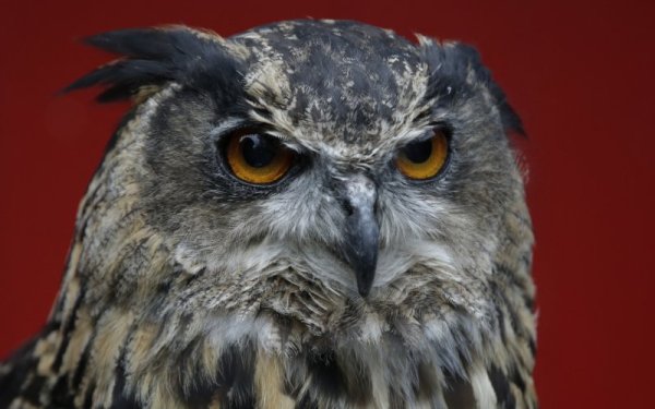 Макс, бухал от зоопарка в Лондон. Днес се проведе годишното измерване на теглото на животните. Снимка: БТА