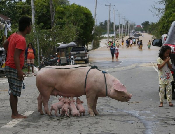 Мъж разхожда свиня с малки прасенца по наводнените улици на малко градче във Филипините. Хиляди са евакуирани в страната заради тайфуна Коппу. Снимка: БТА