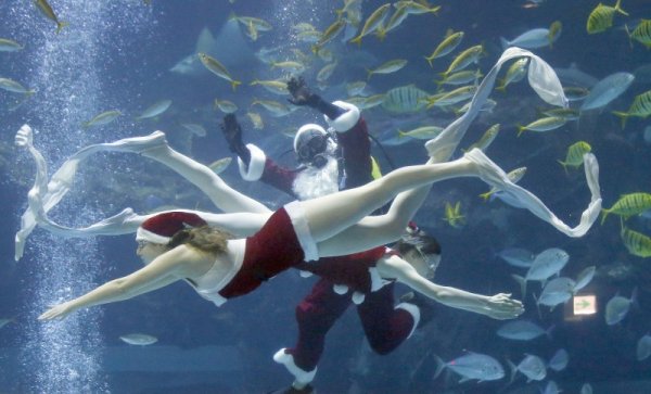 Дядо Коледа и Снежанка се гмурнаха в аквариум в Южна Корея и споделиха на обитателите, че до Коледа остават броени дни. Снимка: БТА
&nbsp;