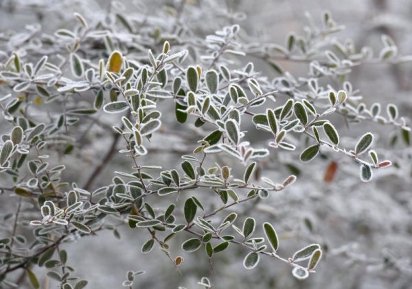 Скреж е покрил клони на дърво в парк в китайската провинция Дзянси. Снимка: БТА