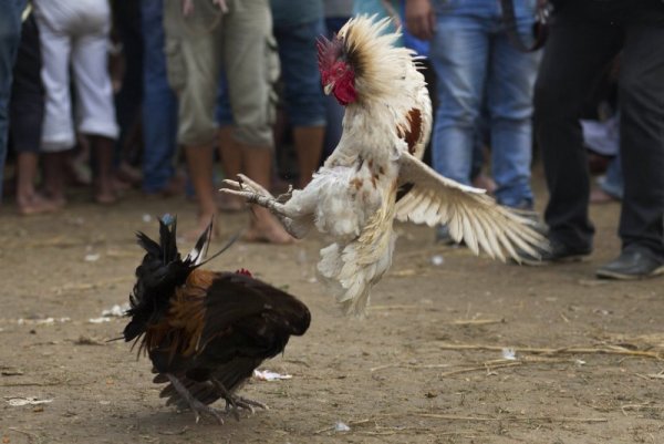 &nbsp;Бой на петли по време на традиционен фестивал в Индия.&nbsp;Снимка: БТА