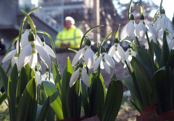 Заради пролетните температури на много места в Пловдив кокичетата цъфнаха. Снимка: БТА