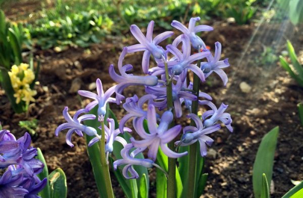 Първите пролетни цветя радват с ухайните си аромати в Ловеч. Снимка: БТА