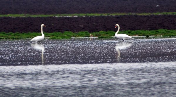 Двойка лебеди долетяха във водоем край село Китанчево, Разградска област. Местни жители споделиха, че за първи път наблюдават подобни пернати в региона. Снимка: БТА