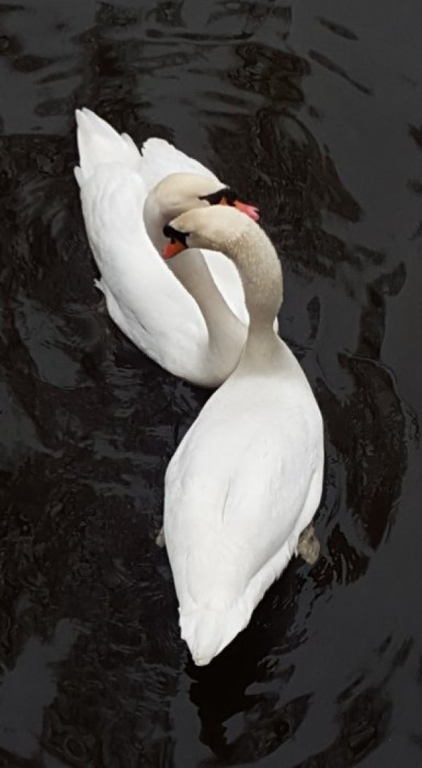 И случайният ни кадър - двойка лебеди. Снимка: Dnes.bg