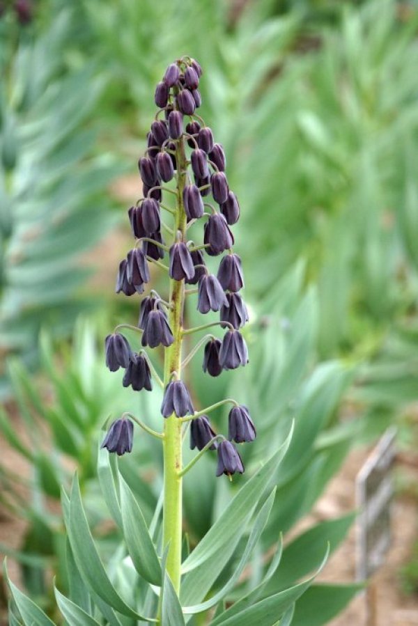 Снимка: Булфото