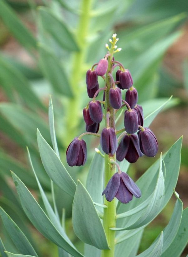 Снимка: Булфото