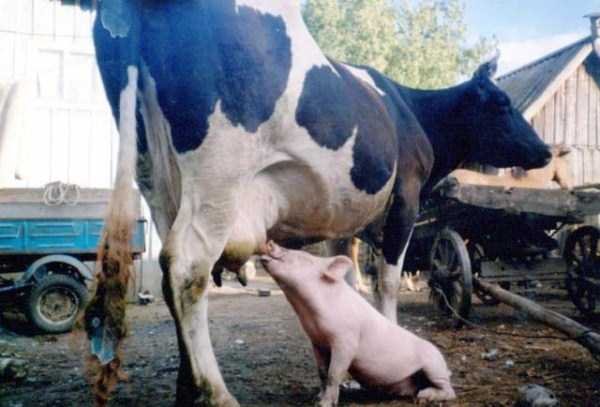 &nbsp;&nbsp;Снимка: klyker