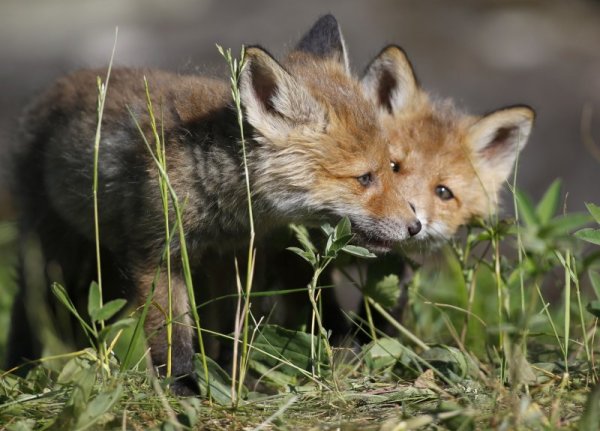 Фотограф &quot;улови&quot; две лисици в гора в близост до столицата на Беларус &ndash; Минск. Снимка: БТА
