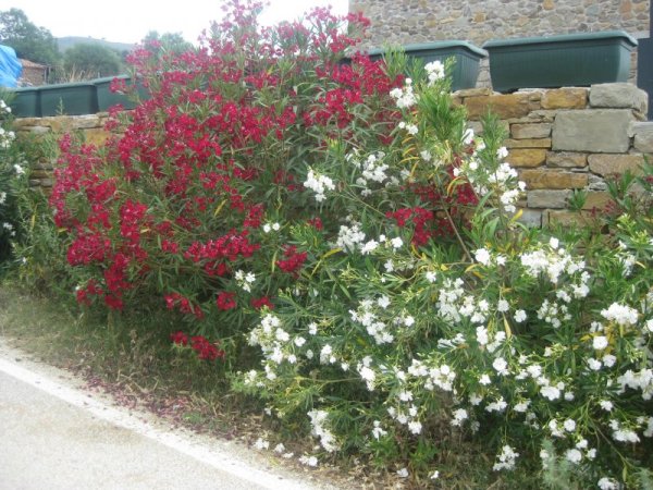 Закумите, с които ни посреща Зейтинли. Снимка: Dnes.bg