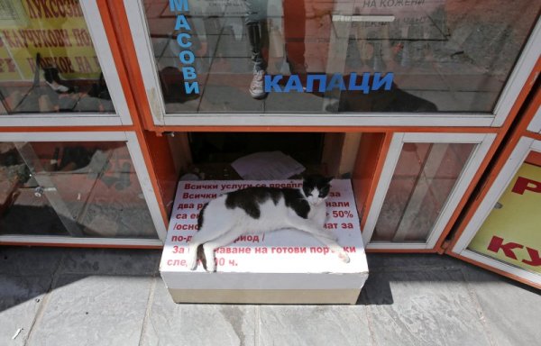 Котка лежи на сянка пред ателие за обущарски услуги в София. Снимка: БТА