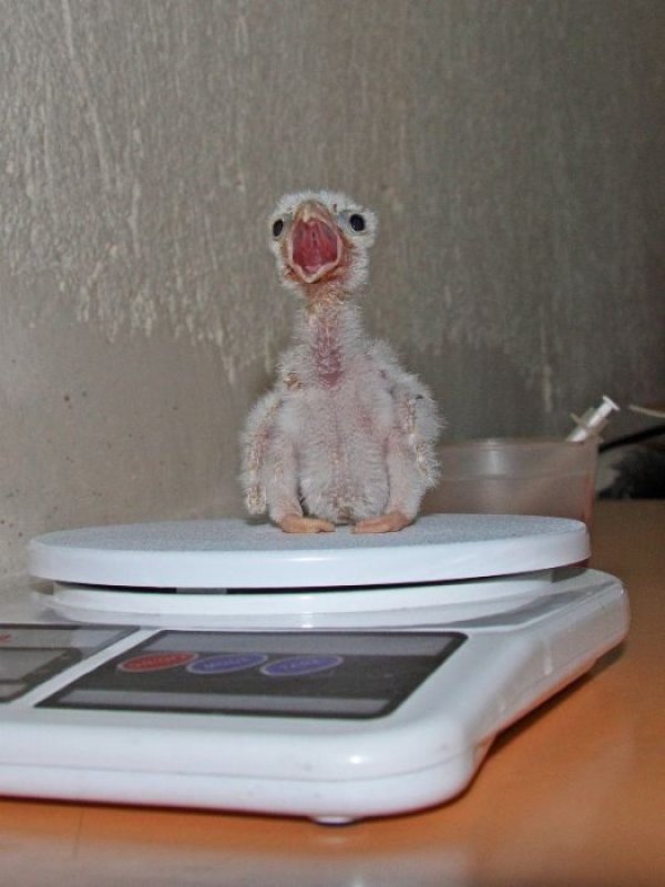 Снимка: Спасителен център за диви животни