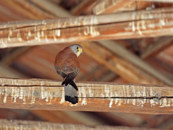 Снимка: Спасителен център за диви животни