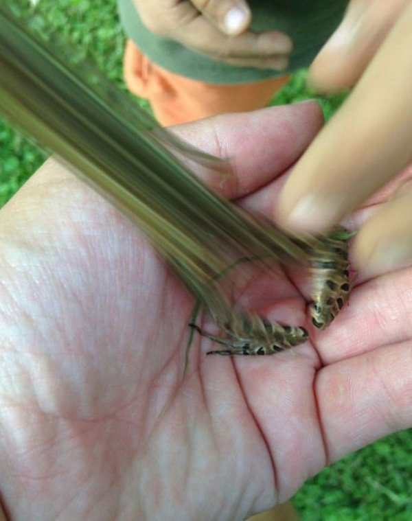 Снимка: Kaifolog