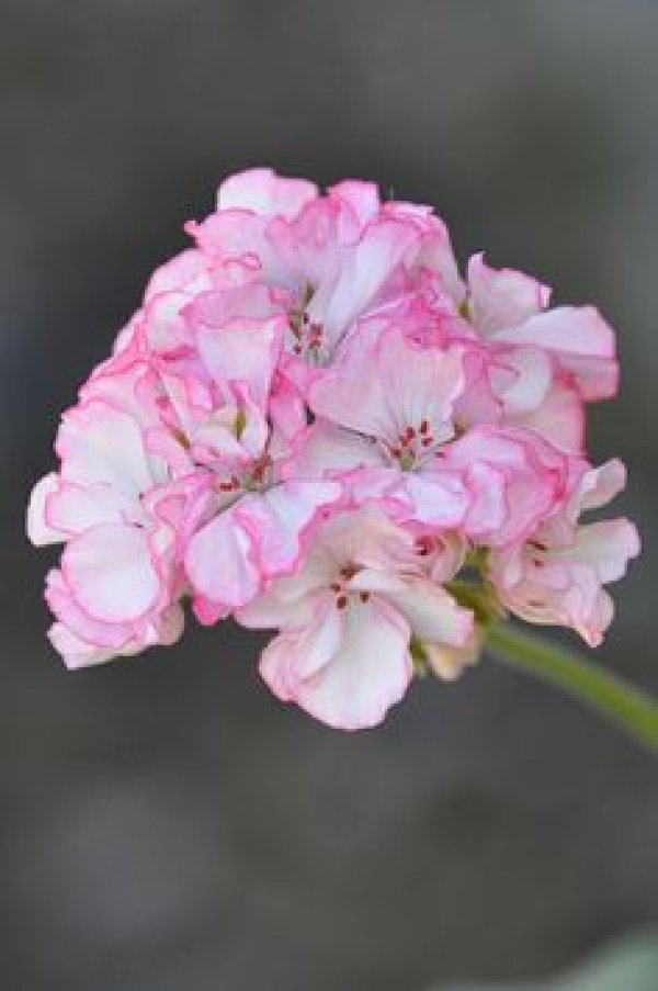Снимка: pinterest.com