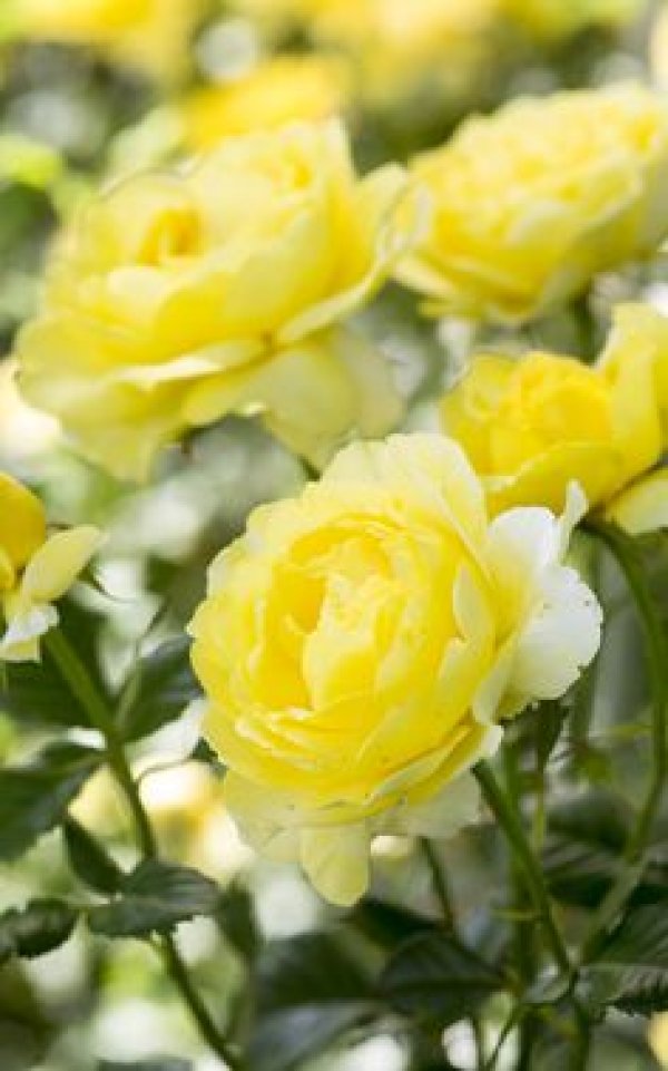 Снимка: pinterest.com