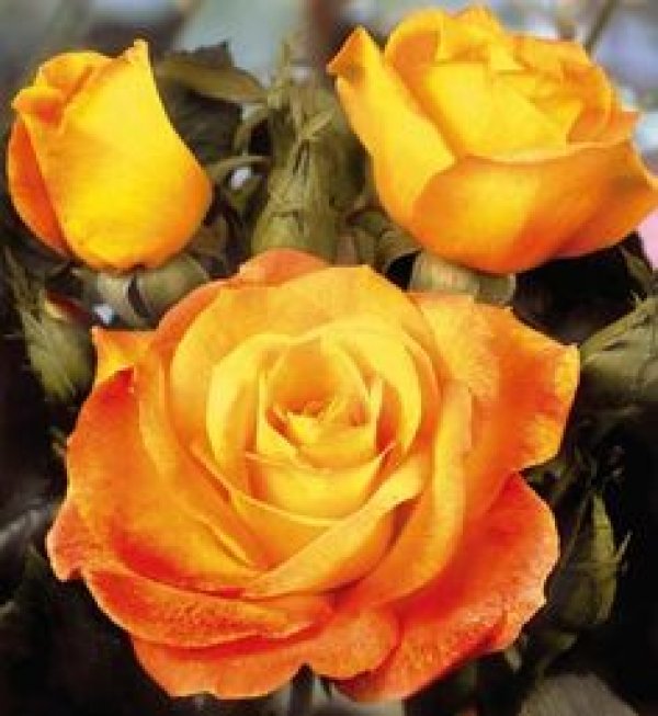 Снимка: pinterest.com