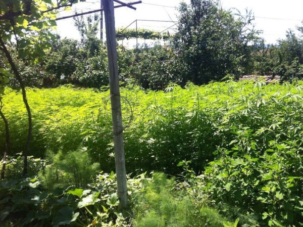 Снимка: Facebook