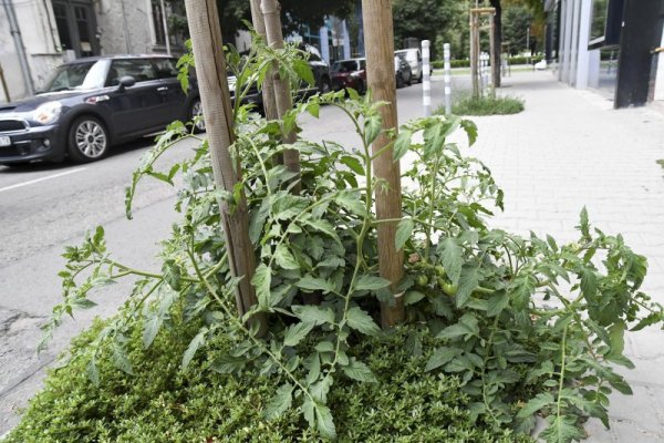 Домати вързаха на улица в столичния център. Снимка: Булфото