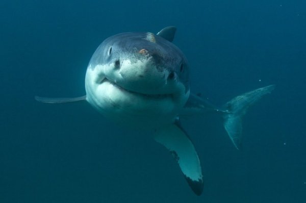 Снимка: Discovery Channel