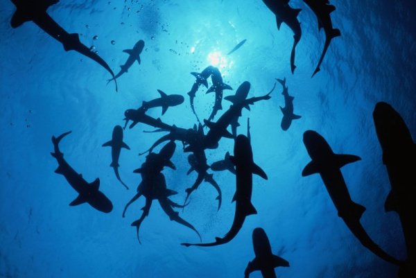 Снимка: Discovery Channel