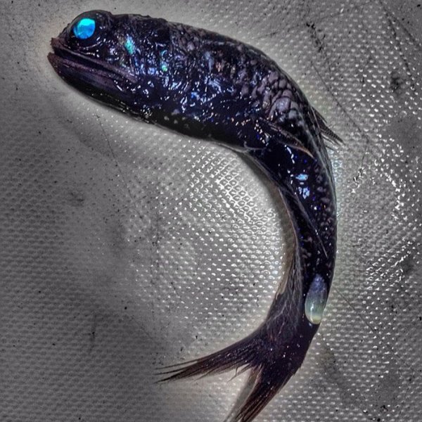 &nbsp;Снимка: twitter