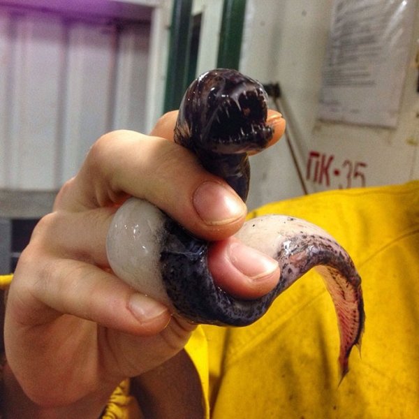 &nbsp;&nbsp;Снимка: twitter